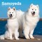 BrownTrout; Samoyeds | 2027 12 x 24 Inch (Hanging) Monthly Square Wall Calendar | Plastic-Free; Category:Wall Calendars; Image:2